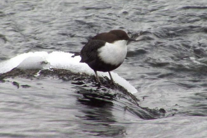 Olenka: zdjęcia wróbla wody Olenka: zdjęcia wróbla wody